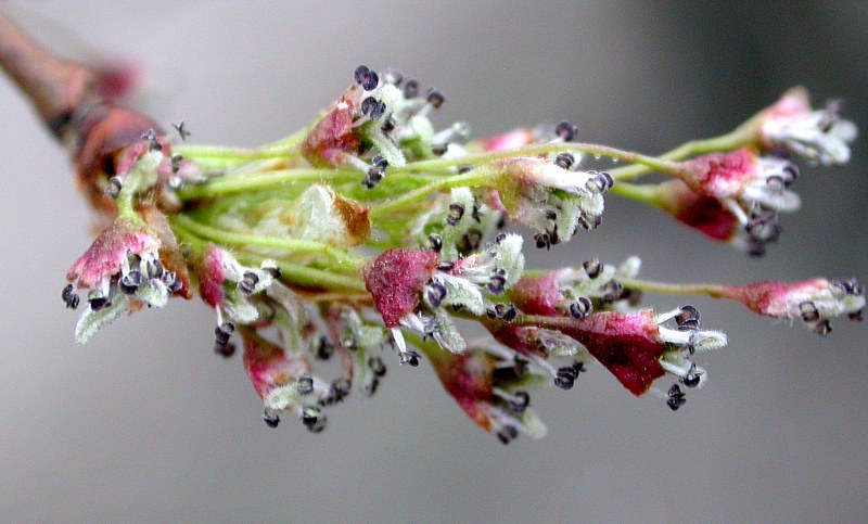 Изображение особи Ulmus laevis.