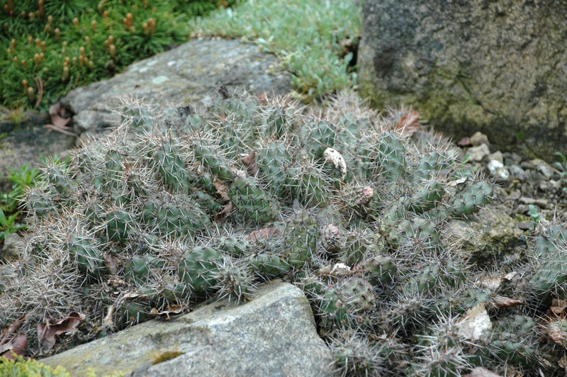 Image of Opuntia fragilis specimen.