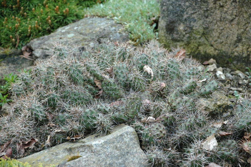 Изображение особи Opuntia fragilis.