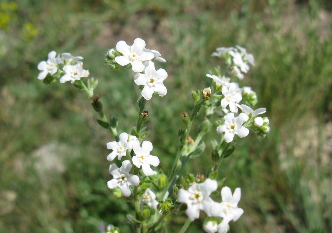 Image of Lappula barbata specimen.