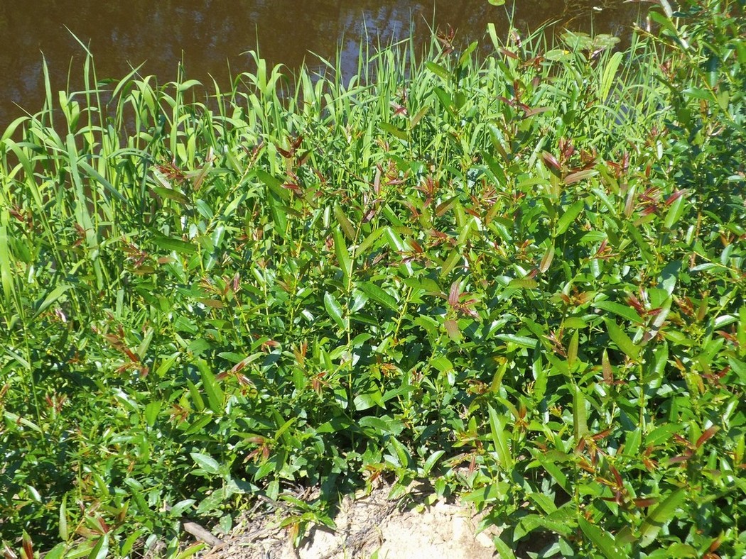 Image of Salix &times; schumanniana specimen.