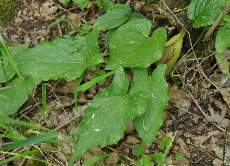 Изображение особи Arum megobrebi.