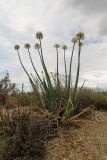 Allium galanthum. Цветущее растение в петрофитной опустыненной ковыльково-луково-полынной степи на продуктах выветривания гранитов. Казахстан, Алматинская обл., Алакольский р-н, 69 км СЗ пос. Лепсы; Северное Прибалхашье, гранитный массив к северу от зал. Актас, пролювиально-делювиальный шлейф гранитной гряды. 04.06.2013.