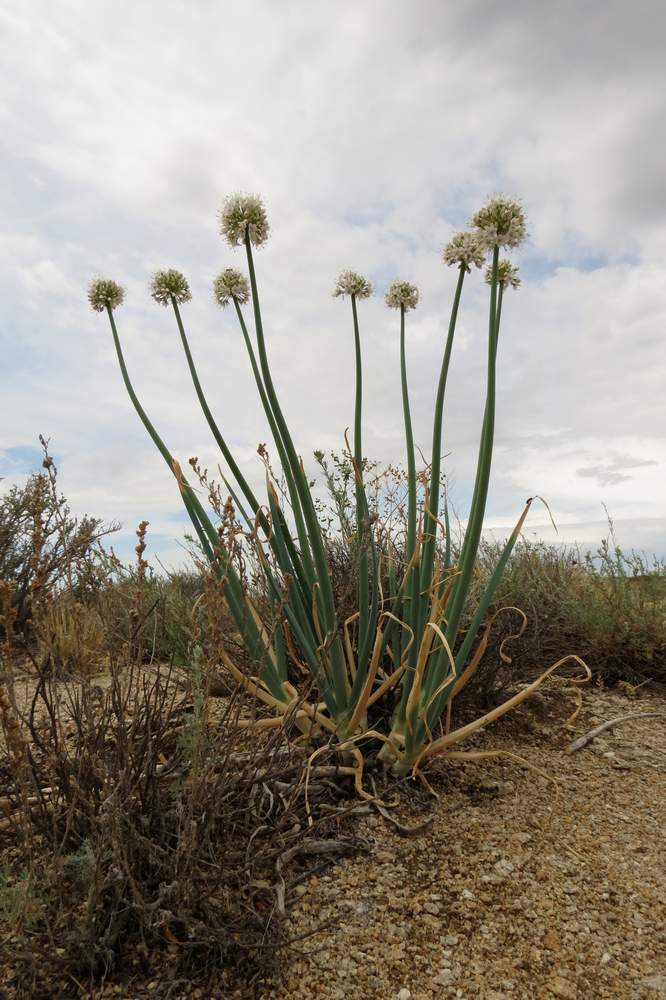 Изображение особи Allium galanthum.