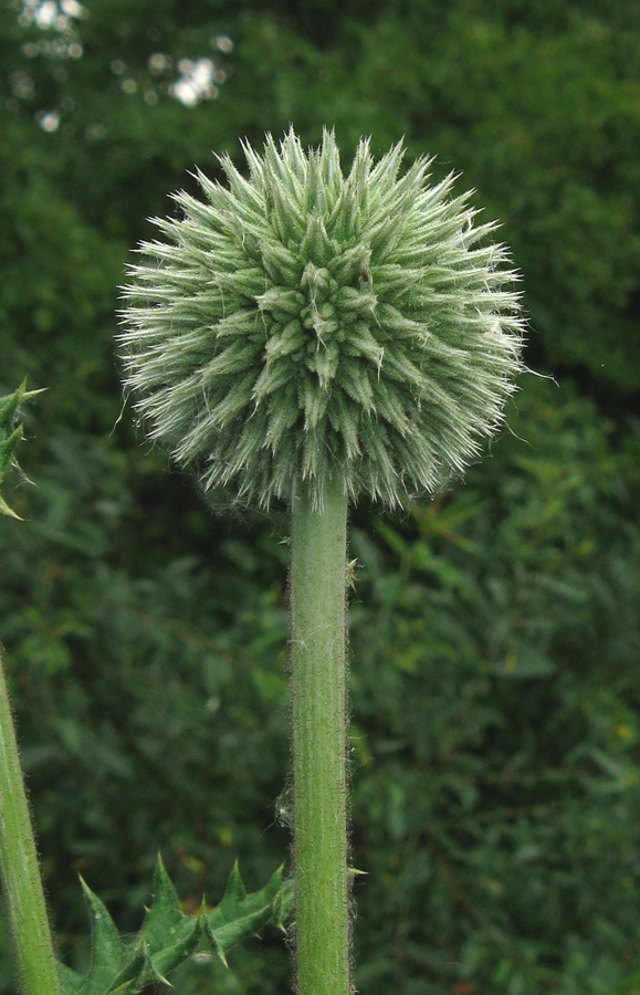 Image of Echinops sphaerocephalus specimen.