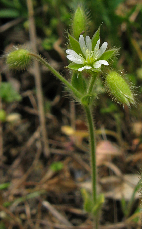 Image of Cerastium brachypetalum ssp. tauricum specimen.