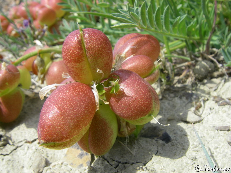 Image of Astragalus suprapilosus specimen.