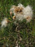 Cirsium arvense