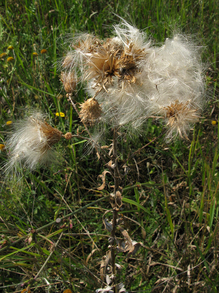 Изображение особи Cirsium arvense.