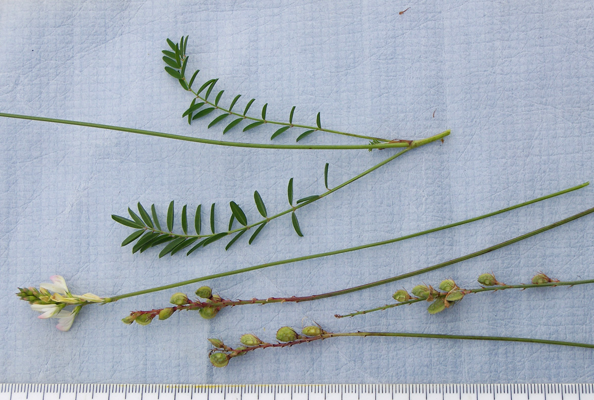 Image of Onobrychis petraea specimen.