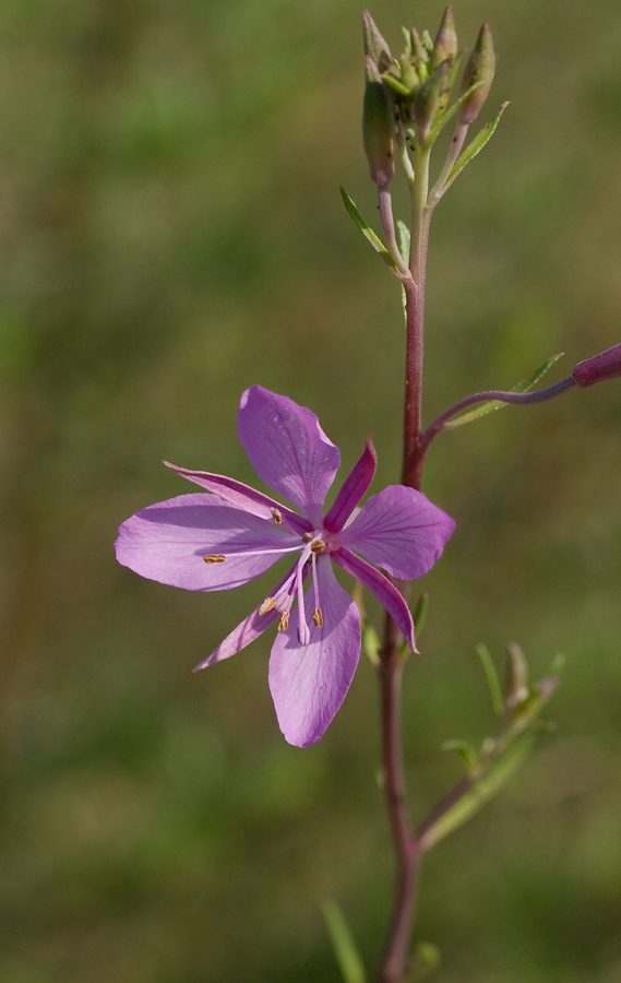 Изображение особи Chamaenerion colchicum.