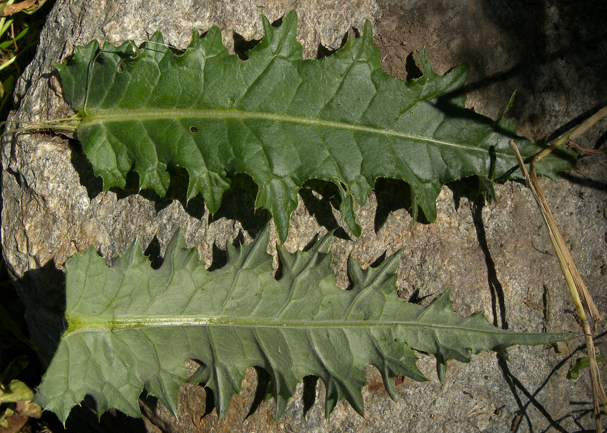 Image of Cirsium uliginosum specimen.