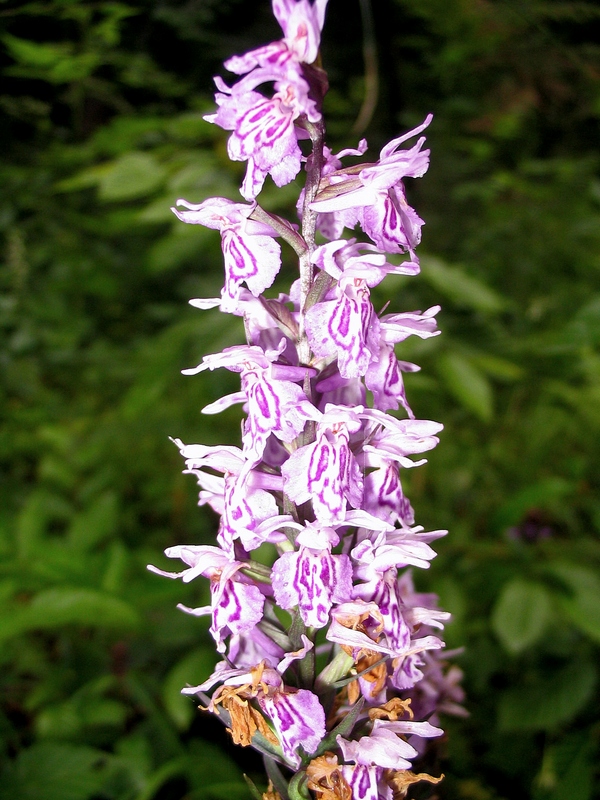 Изображение особи Dactylorhiza fuchsii.