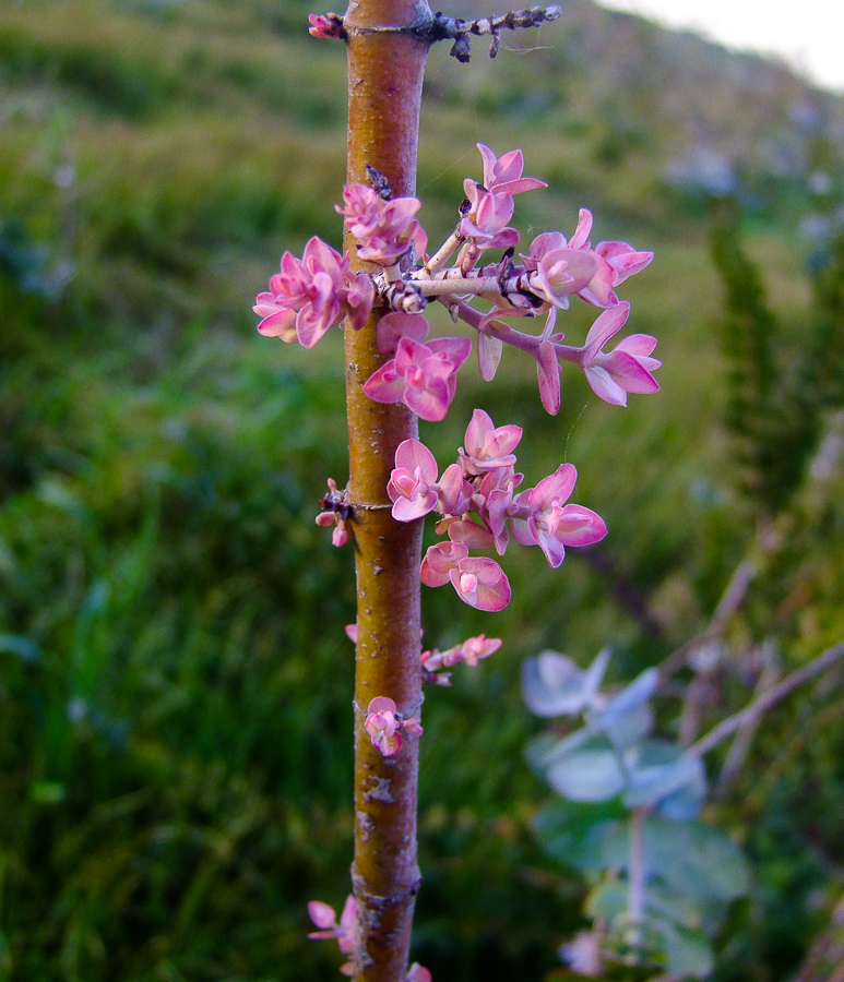 Image of Eucalyptus cinerea specimen.