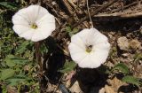 Convolvulus arvensis. Цветки с фуражирующими насекомыми. Украина, Одесская обл., г. Белгород-Днестровский, крепостной ров. 21.06.2013.