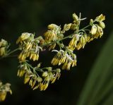 Thalictrum lucidum