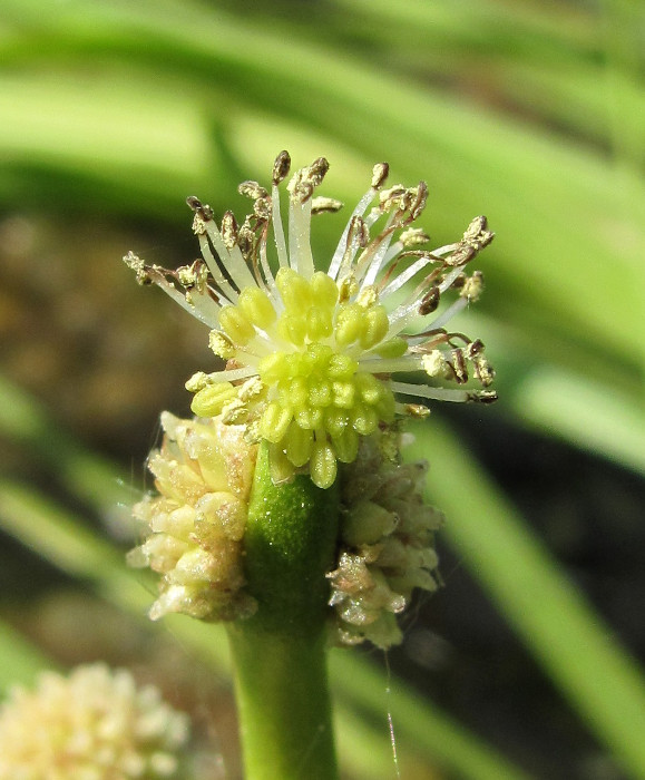 Изображение особи Sparganium hyperboreum.