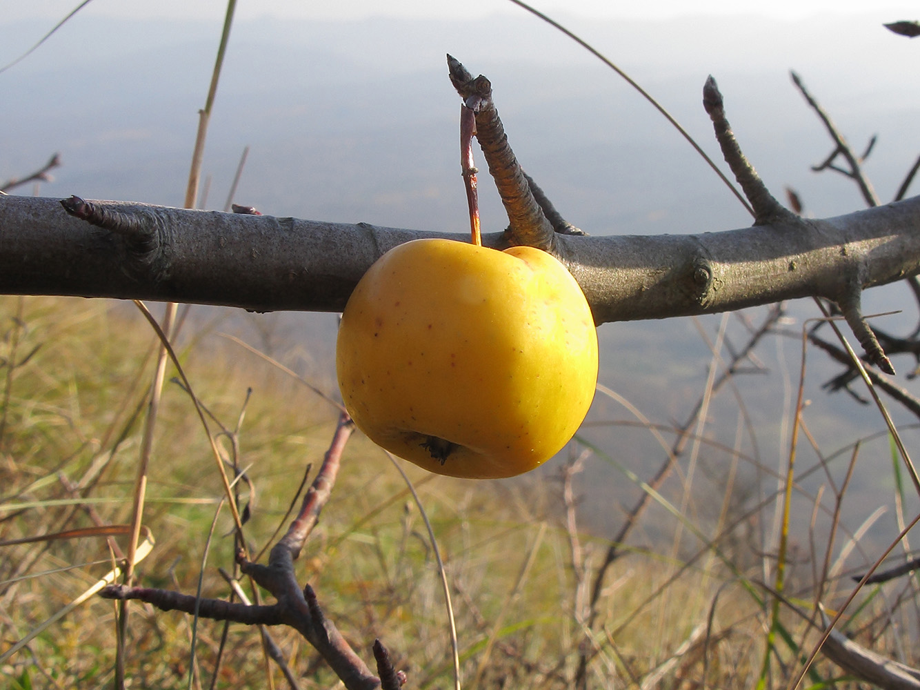 Изображение особи Malus orientalis.