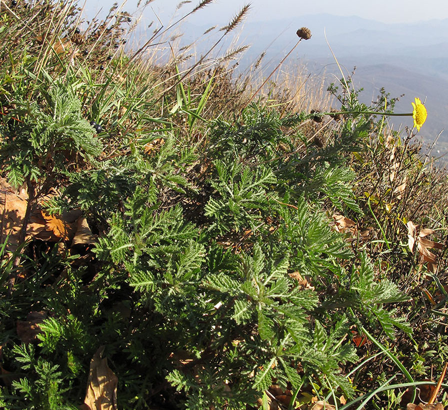 Изображение особи Anthemis tinctoria.