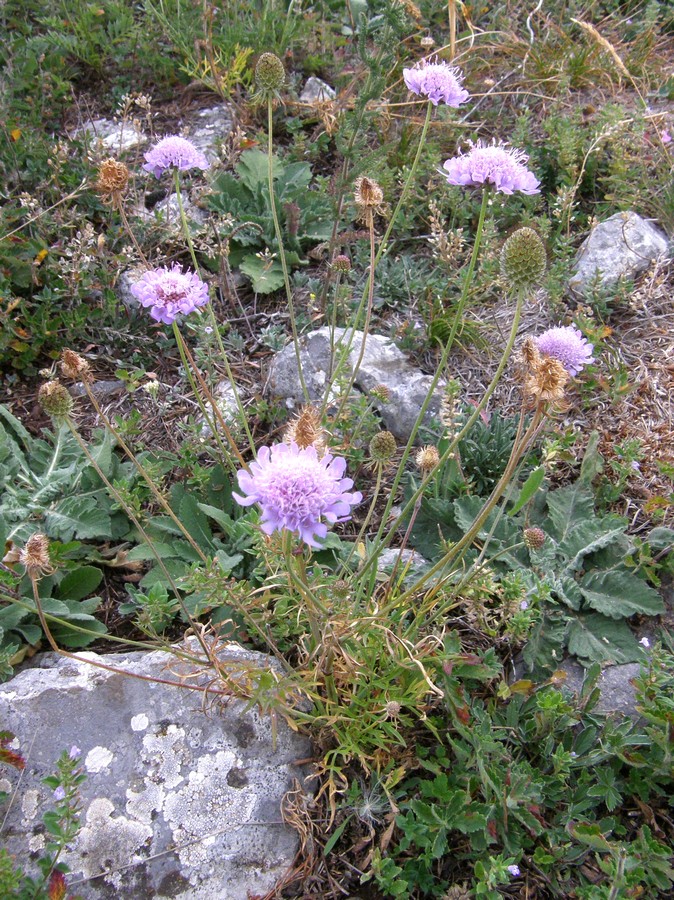 Image of Scabiosa columbaria specimen.