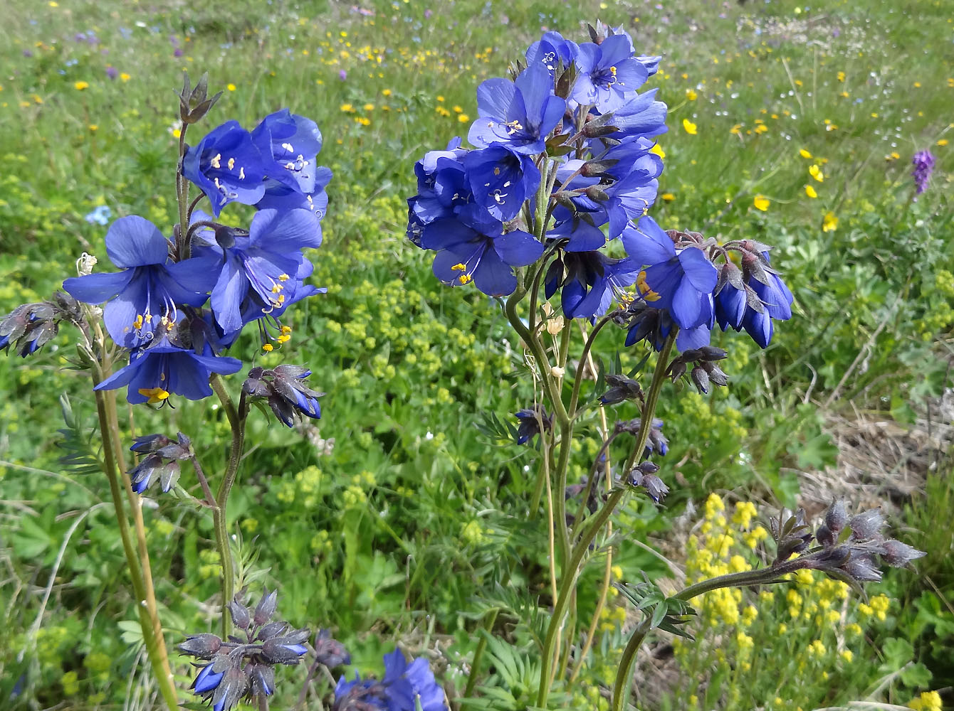 Изображение особи Polemonium caeruleum.