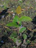 Nothofagus × alpina