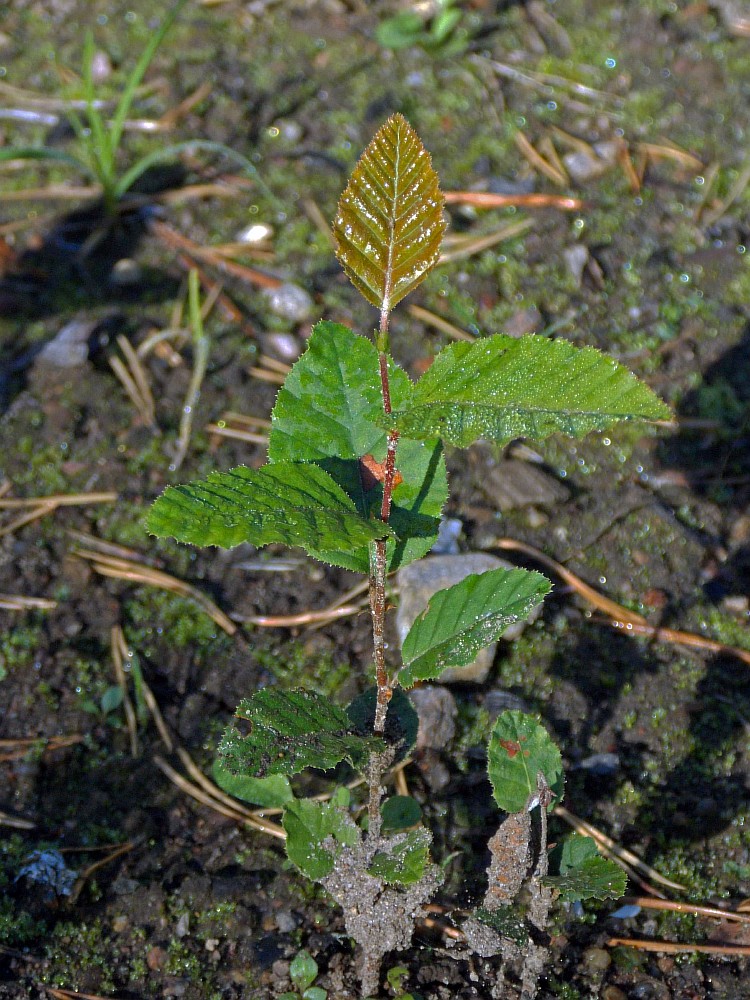 Image of Nothofagus × alpina specimen.