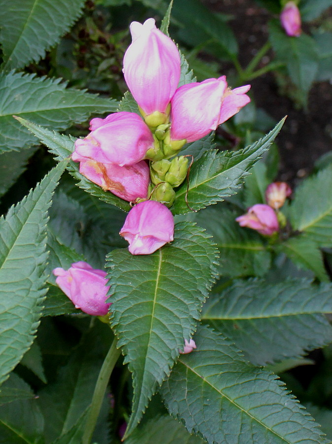 Изображение особи Chelone obliqua.