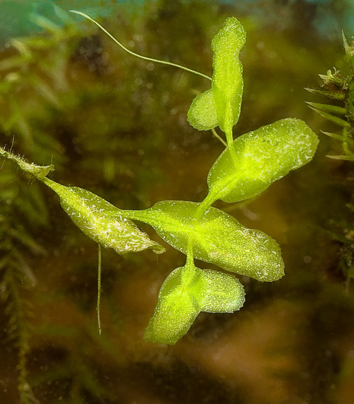Image of Lemna trisulca specimen.