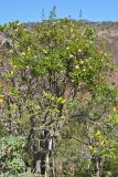Carphalea obovata