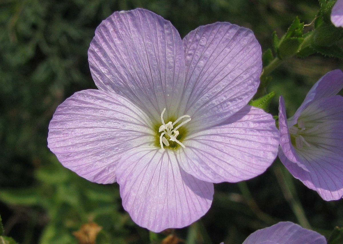 Изображение особи Linum hirsutum.