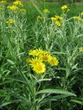 Senecio tataricus