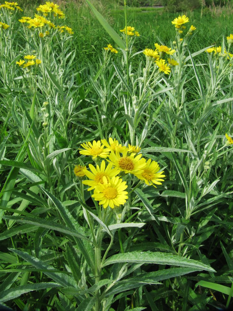 Image of Senecio tataricus specimen.