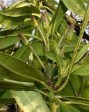 Rhododendron catawbiense. Верхняя часть ветки с невызревшими плодами ('Grandiflora'). Германия, г. Дюссельдорф, Ботанический сад университета. 02.03.2014.