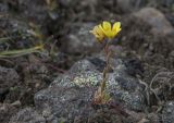 Saxifraga flagellaris