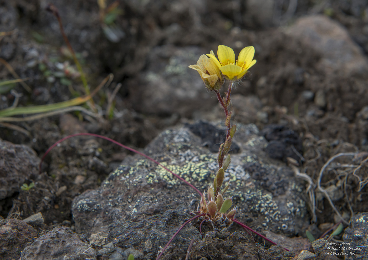Image of Saxifraga flagellaris specimen.