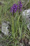 Anacamptis morio ssp. caucasica