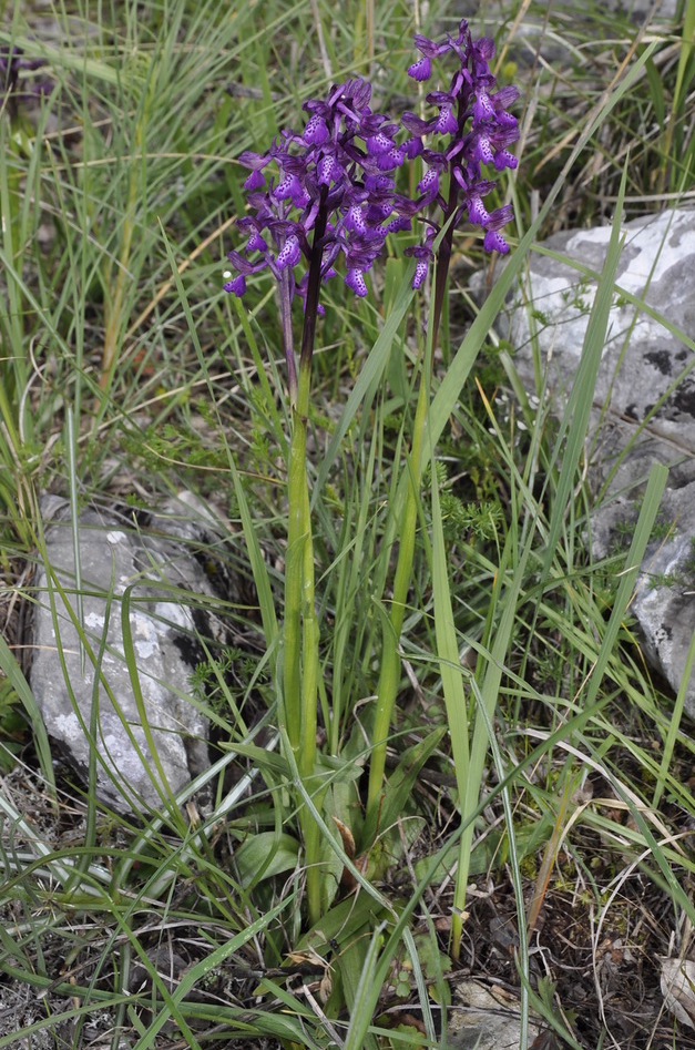 Image of Anacamptis morio ssp. caucasica specimen.