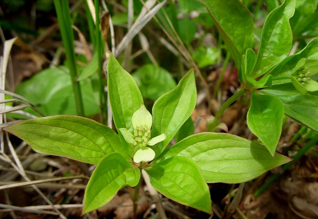 Изображение особи Chamaepericlymenum canadense.