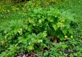 Helleborus caucasicus. Отцветшие растения. Краснодарский край, пос. Мезмай. 27.04.2014.