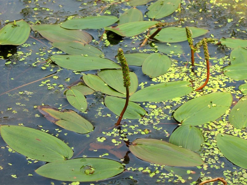 Image of Potamogeton natans specimen.