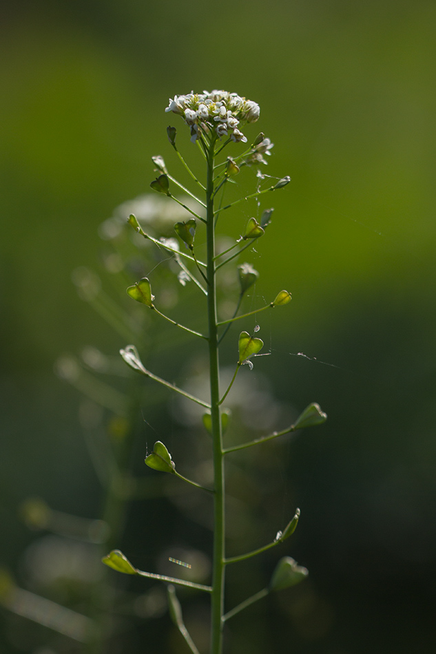 Изображение особи Capsella bursa-pastoris.