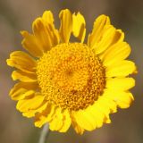 Anthemis tinctoria. Соцветие. Ростовская обл., Неклиновский р-н, Николаевское с/п, балка. 13.06.2014.