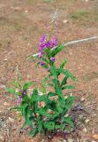 Chamaenerion angustifolium