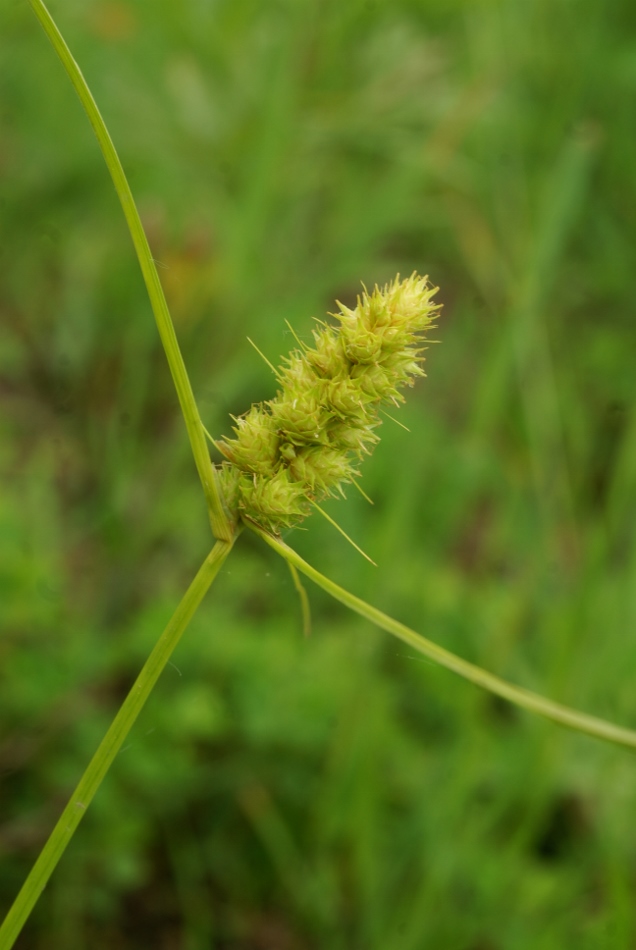 Изображение особи Carex neurocarpa.