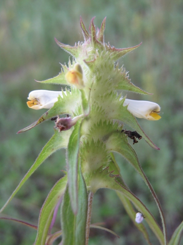 Image of Melampyrum cristatum specimen.