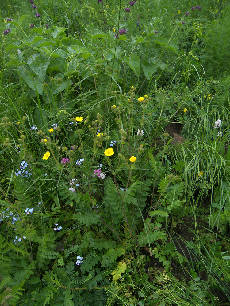 Изображение особи Potentilla pimpinelloides.