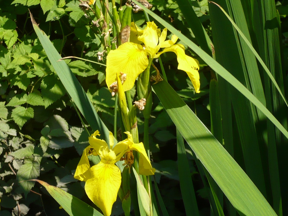 Изображение особи Iris pseudacorus.