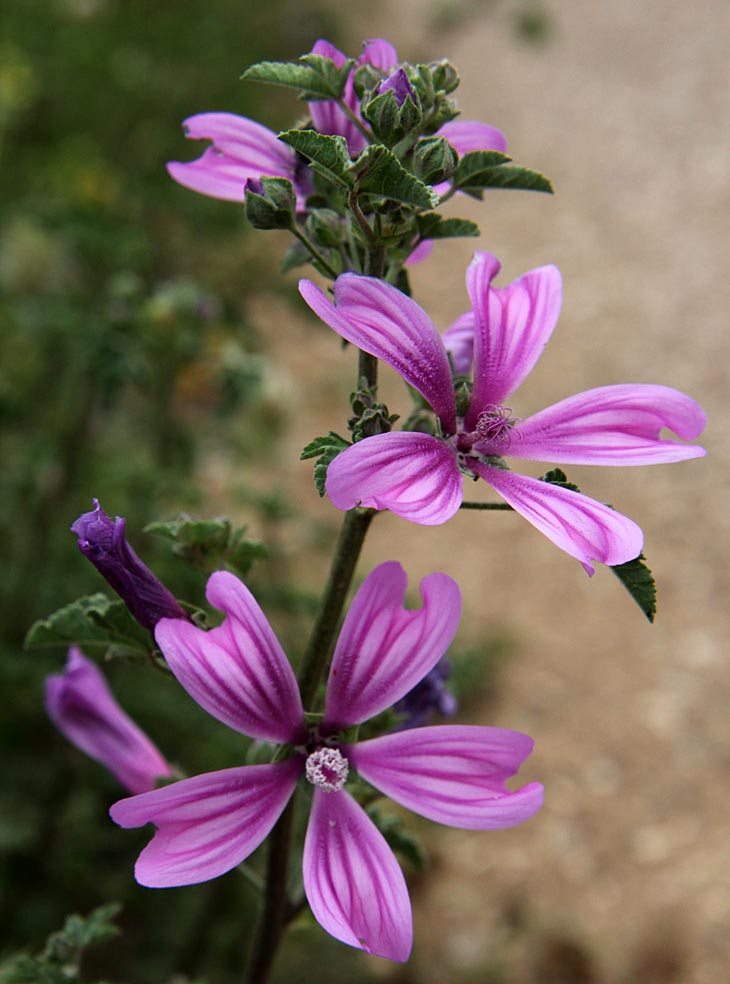 Image of Malva erecta specimen.