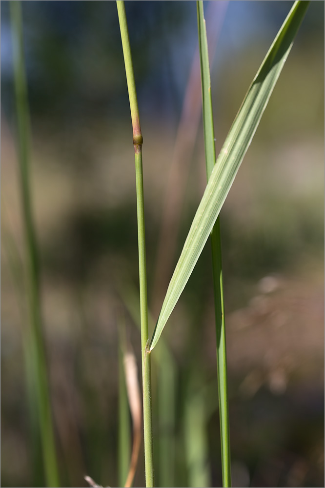 Изображение особи Calamagrostis epigeios.